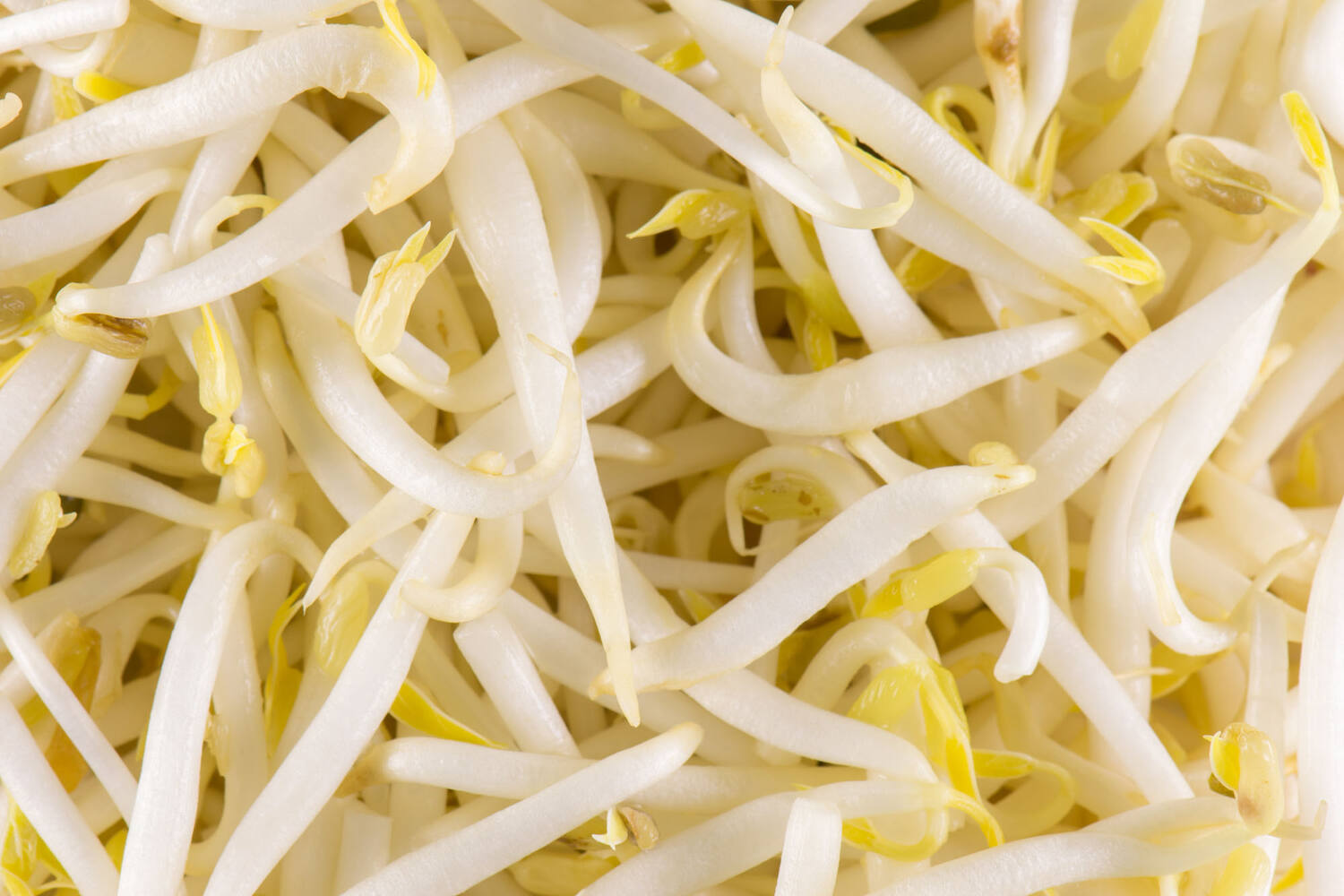 Tauge verpakt 1kg stuk 3